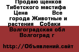 Продаю щенков Тибетского мастифа › Цена ­ 45 000 - Все города Животные и растения » Собаки   . Волгоградская обл.,Волгоград г.